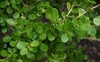 Buxus microphylla