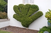 Buxus microphylla