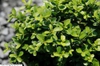 Buxus microphylla