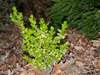 Buxus microphylla var. japonica 'Borderline'