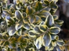 Buxus microphylla var. japonica 'Borderline'