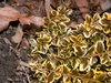 Buxus microphylla var. japonica 'Borderline'