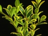 Green leaves with white margins
