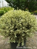 Buxus sempervirens 'Aureovariegata'