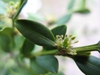 Buxus sempervirens