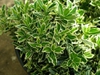 Buxus sempervirens 'Elegantissima'