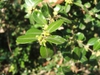 Branch