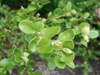 Branch with buds