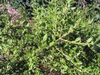 Form