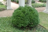 Buxus 'Green Velvet'