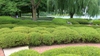 Buxus sinica insularis pruned