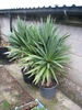 Yucca-like plant in a pot.