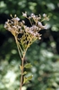 Cacalia atriplicifolia