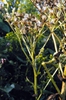 Cacalia atriplicifolia