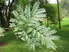 Leaves of C. echinata