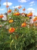 Flowers and bean seed pods