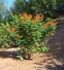 Caesalpinia pulcherrima