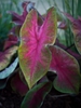 Caladium bicolor