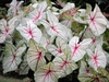 Caladium bicolor