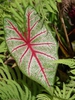 Caladium bicolor