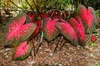 Caladium bicolor