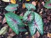 Caladium