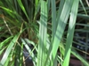 Foliage showing plain green leaves