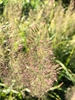 Calamagrostis brachytricha