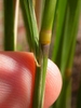 Calamagrostis x acutiflora 'Karl Forester'