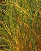 Calamagrostis x acutiflora  'Karl Forester'