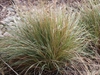 Calamagrostis x acutiflora 'Overdam'