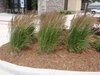 Calamagrostis x acutiflora 'Karl Foerster'