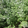 Small, fine-textured plant with 100s of tiny white flowers.