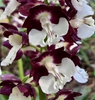 Flower Close Up (Wake County, NC)