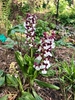 April (Wake County, NC)