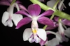 Close up of flower