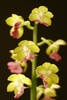 Spike of yellow flowers with red lips