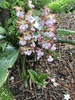 Calanthe 'Kozu Spice'