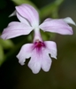 Close-up of a pink orchid flower.