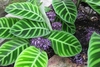 Flowering with purple flowers