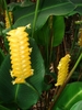 Upright flower stalk covered by yellow imbricate bracts.