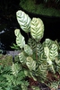 Form growing at Longwood Gardens