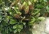 Form of plant with many variegated leaves