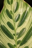 Leaf detail with light grreen and dark green markings