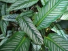 Variegated leaves