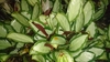 'Argentea' -variegated leaves