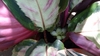 Small flower blooming within the leaves