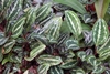 Variegated leaves of  'Vandenheckei'