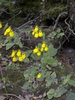Calceolaria crenatiflora
