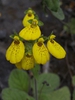 Calceolaria crenatiflora